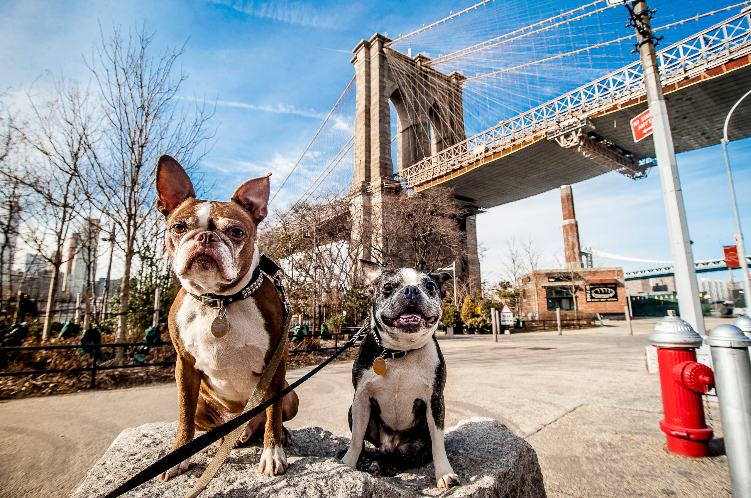 Two dogs sitting on a rock in front of the Brooklyn Bridge, New York City.