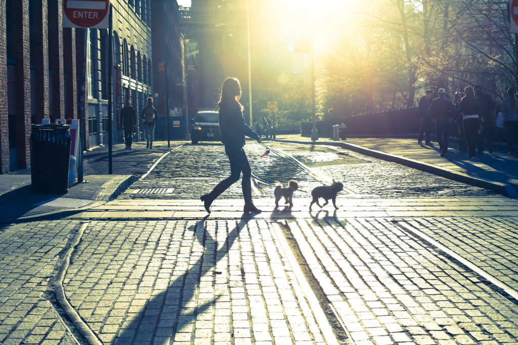 4 Great Pet-friendly Apartments in Downtown and Midtown Manhattan - Woman walking two dogs on a Brooklyn street at sunset