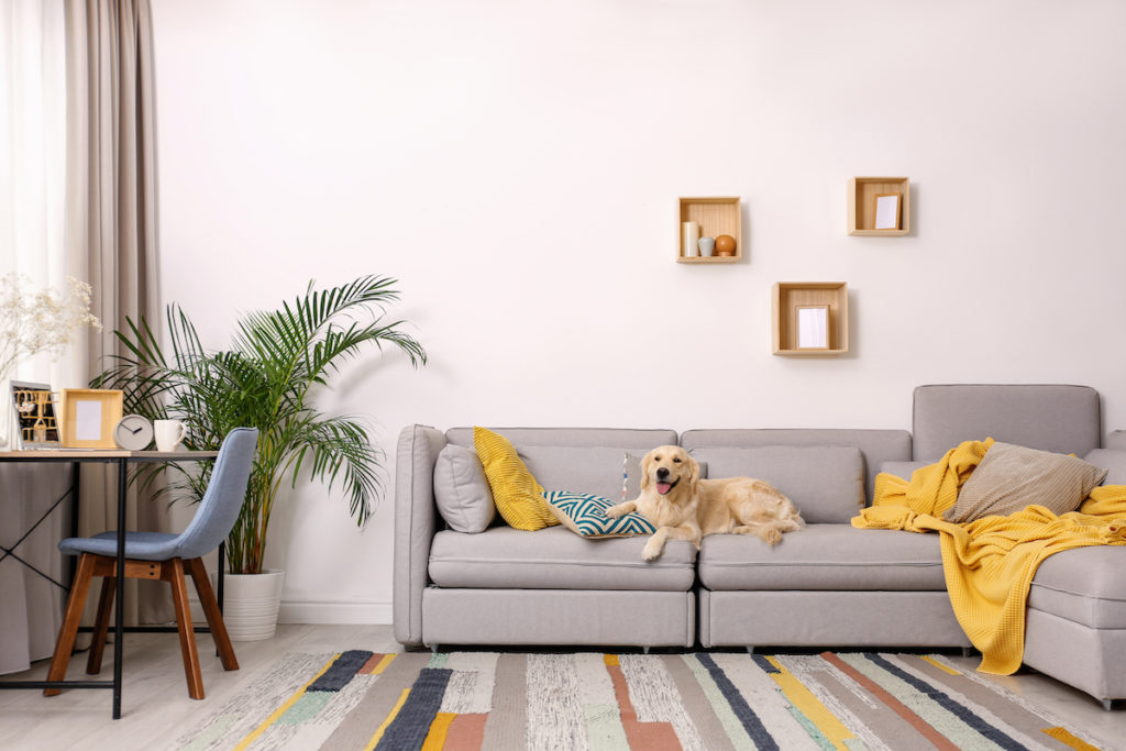 4 Great Pet-friendly Apartments in Downtown and Midtown Manhattan - cute dog on a grey couch in a nicely decorated apartment