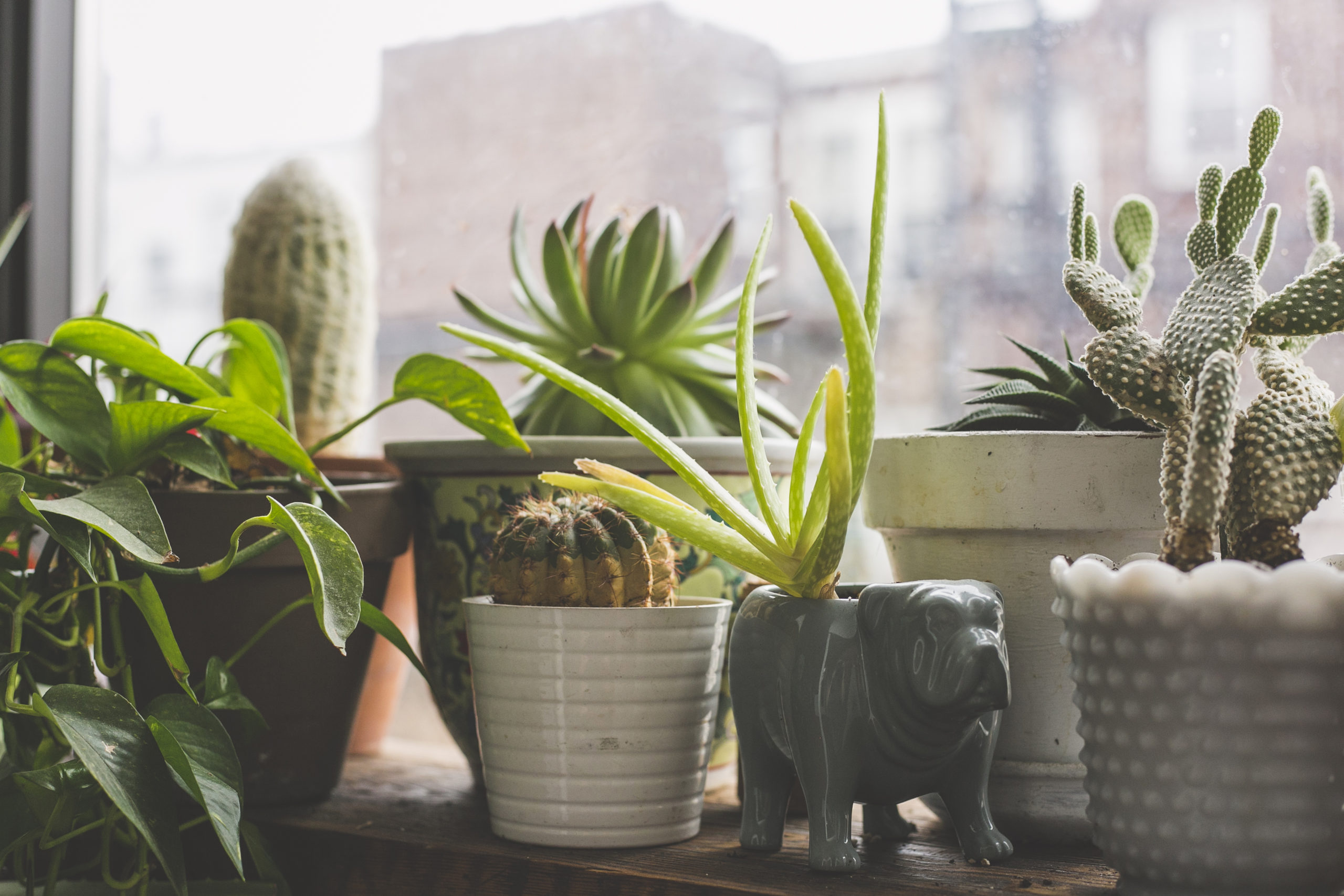 Best Plants for Your NYC Apartment: Plants in an apartment windowsill