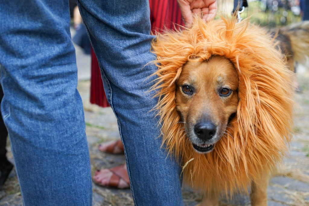 Surprising Types of Pets You Can Keep in NYC. Photo has Dog in a Halloween Costume Dressed Like a Lion