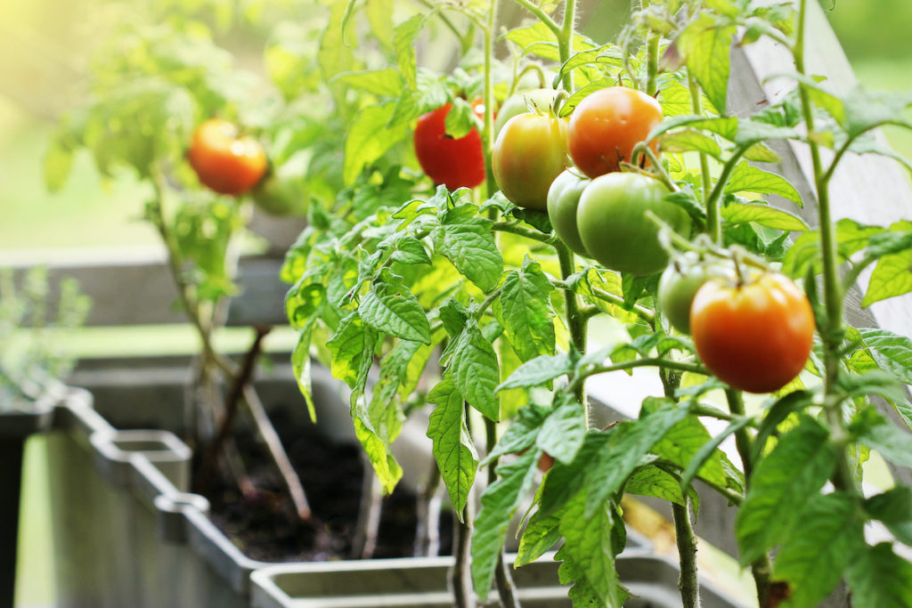 3 Best Neighborhoods for Urban Gardens in NYC - tomatoes in urban gardens in NYC