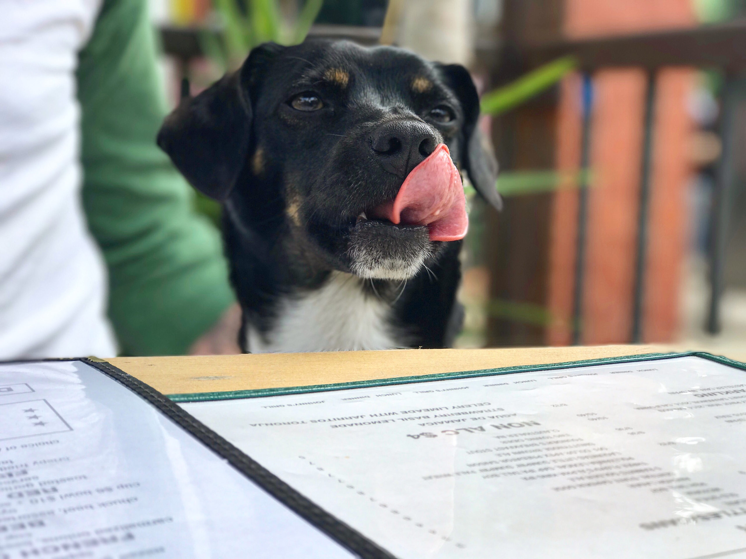 Discover 5 Dog Friendly Restaurants to Take Your Pup to in the NYC Summer -Dog licks chops at restaurant